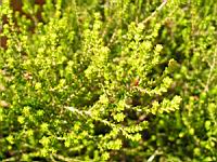 Erica Formosa (fam. Ericacees) (Afr. du sud) (Parc de la tete d'or) (2) (Photo F. Mrugala)